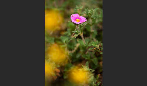 Weißliche Zistrose (Cistus albidus)