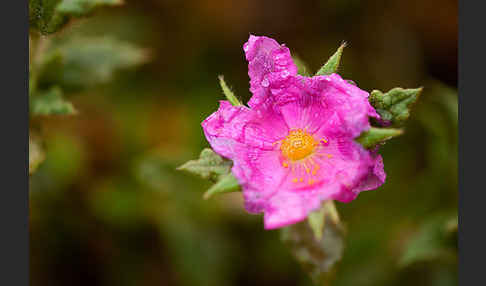 Weißliche Zistrose (Cistus albidus)