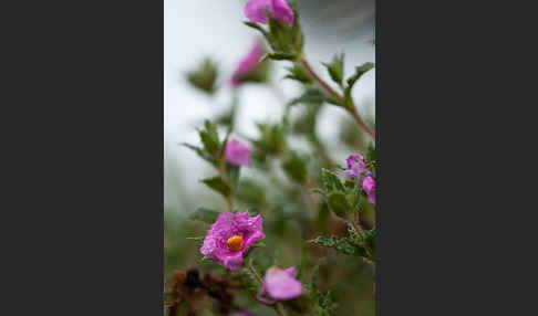 Weißliche Zistrose (Cistus albidus)