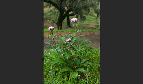 Pfingstrose (Paeonia broteroi)