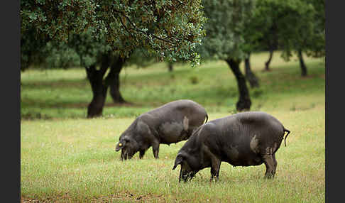 Iberisches Schwein (Cerdo Ibérico)