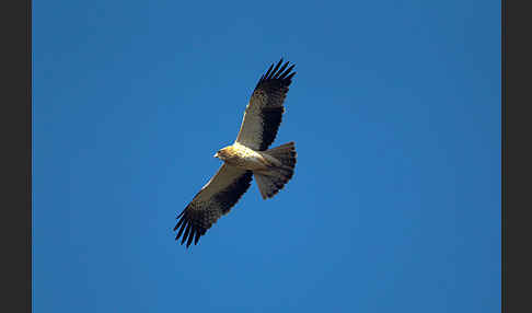 Zwergadler (Aquila pennata)