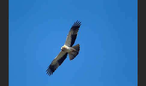 Zwergadler (Aquila pennata)