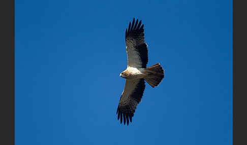 Zwergadler (Aquila pennata)