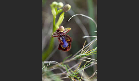 Spiegel-Ragwurz (Ophrys speculum)