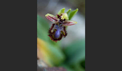 Spiegel-Ragwurz (Ophrys speculum)