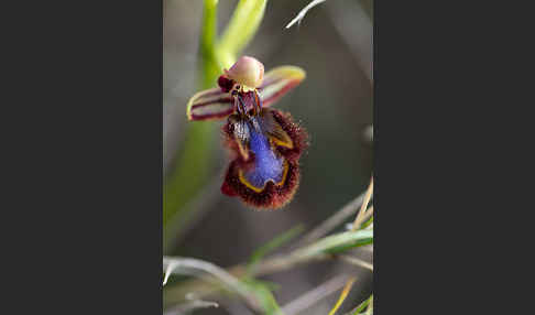 Spiegel-Ragwurz (Ophrys speculum)