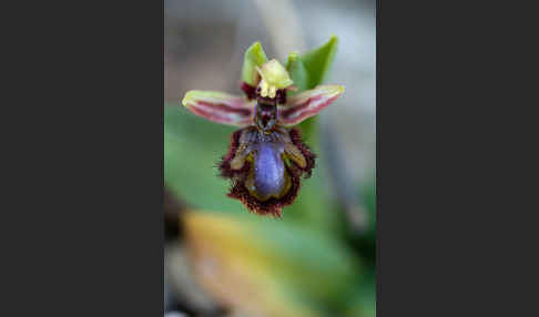 Spiegel-Ragwurz (Ophrys speculum)