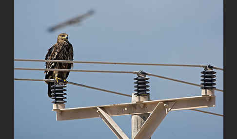 Kaiseradler (Aquila heliaca)