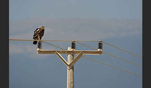 Kaiseradler (Aquila heliaca)