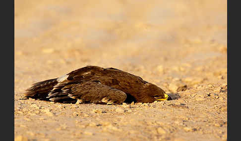 Steppenadler (Aquila nipalensis)