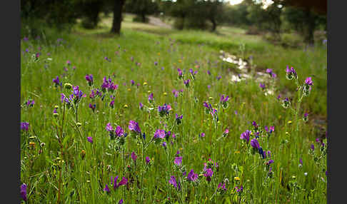 Wegerichblättriger Natternkopf (Echium plantagineum)