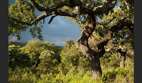 Kork-Eiche (Quercus suber)