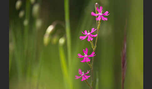 Leimkraut (Silene secundiflora)