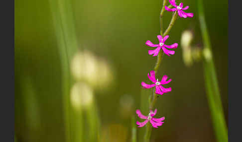 Leimkraut (Silene secundiflora)