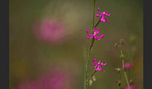 Leimkraut (Silene secundiflora)