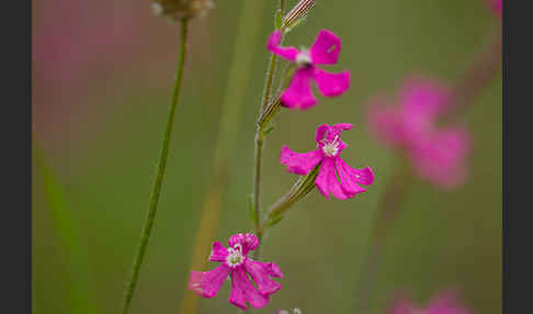 Leimkraut (Silene secundiflora)