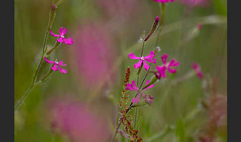 Leimkraut (Silene secundiflora)