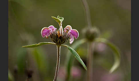 Violetter Brandsalbei (Phlomis purpurea)