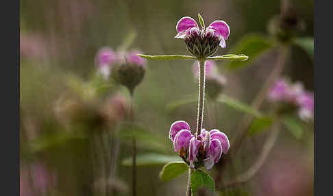 Violetter Brandsalbei (Phlomis purpurea)