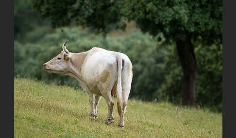 Blanca Cacerena (Bos taurus sspec.)