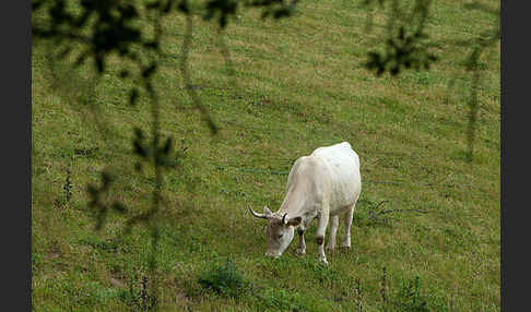 Blanca Cacerena (Bos taurus sspec.)