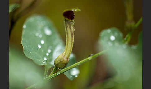 Wenignervige Osterluzei (Aristolochia paucinervis)