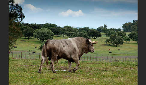 Spanisches Kampfrind (Bos taurus)