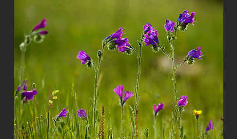 Wegerichblättriger Natternkopf (Echium plantagineum)