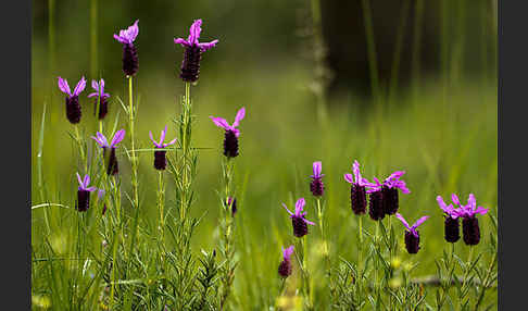 Schopf-Lavendel (Lavandula stoechas)