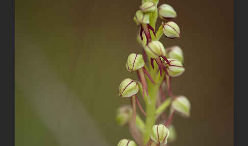 Ohnhorn (Aceras anthropophorum)