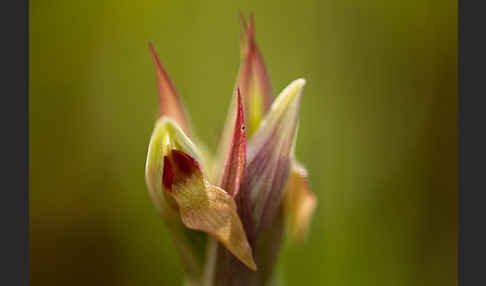 Kleinblütiger Zungenstendel (Serapias parviflora)