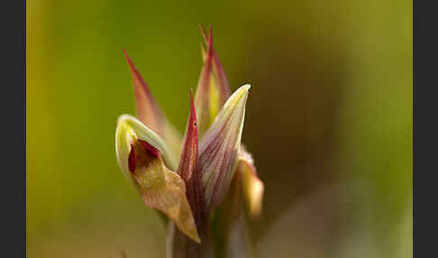 Kleinblütiger Zungenstendel (Serapias parviflora)