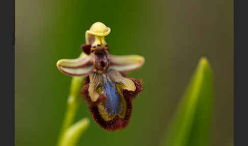 Spiegel-Ragwurz (Ophrys speculum)