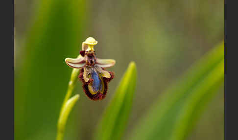 Spiegel-Ragwurz (Ophrys speculum)