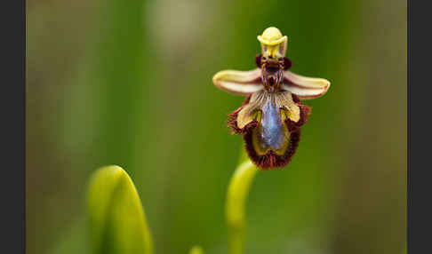 Spiegel-Ragwurz (Ophrys speculum)