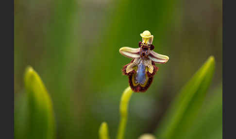 Spiegel-Ragwurz (Ophrys speculum)