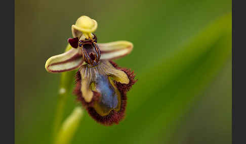 Spiegel-Ragwurz (Ophrys speculum)