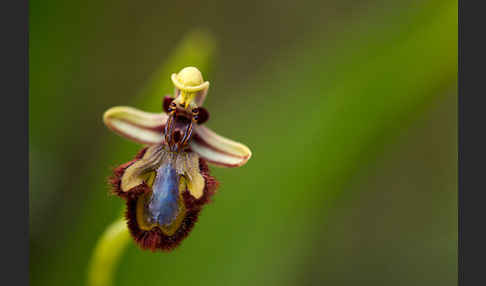 Spiegel-Ragwurz (Ophrys speculum)