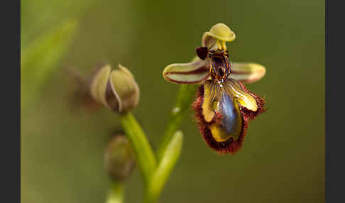 Spiegel-Ragwurz (Ophrys speculum)