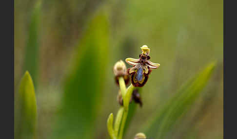 Spiegel-Ragwurz (Ophrys speculum)