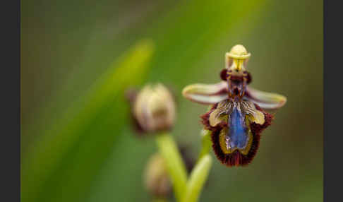 Spiegel-Ragwurz (Ophrys speculum)