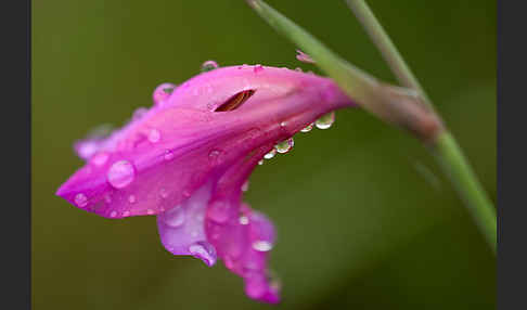 Illyrische Siegwurz (Gladiolus illyricus)