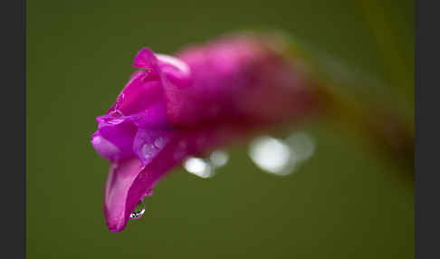 Illyrische Siegwurz (Gladiolus illyricus)