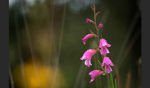 Illyrische Siegwurz (Gladiolus illyricus)