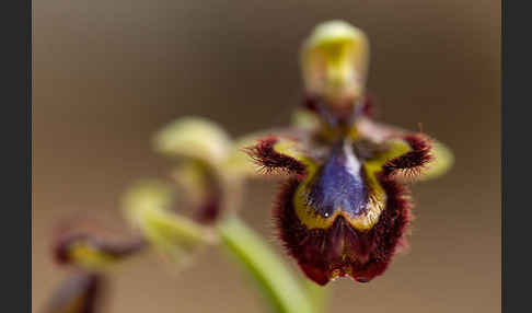 Spiegel-Ragwurz (Ophrys speculum)