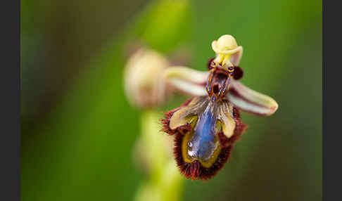 Spiegel-Ragwurz (Ophrys speculum)