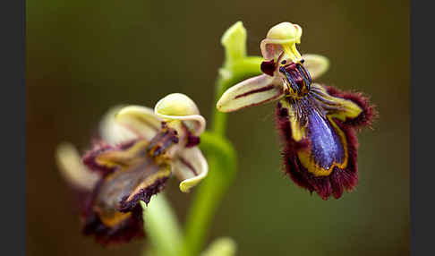 Spiegel-Ragwurz (Ophrys speculum)