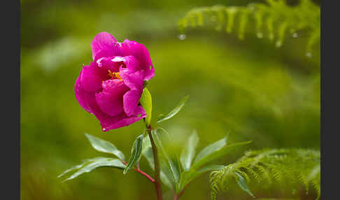 Pfingstrose (Paeonia broteroi)