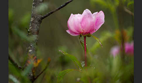 Pfingstrose (Paeonia broteroi)